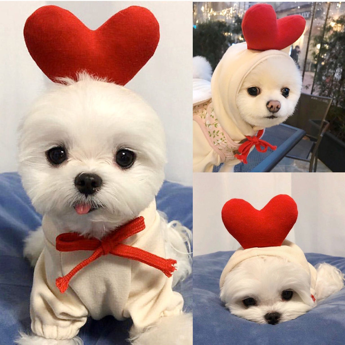 Cute Fruit Hoodie for Small Dogs & Cats