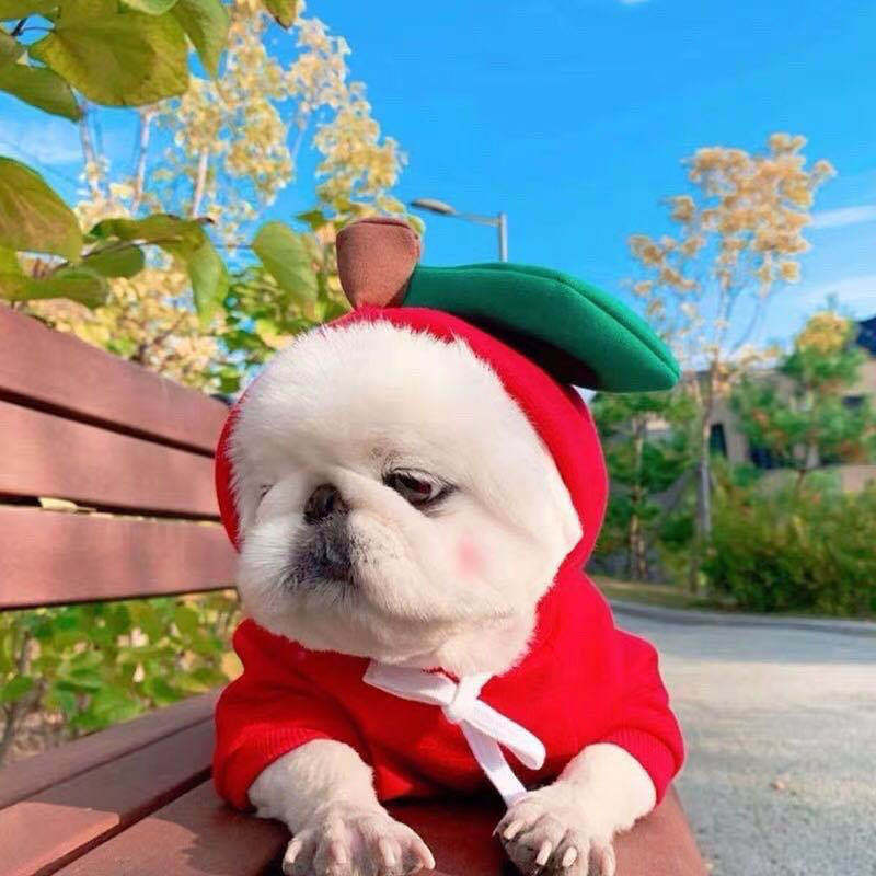 Cute Fruit Hoodie for Small Dogs & Cats