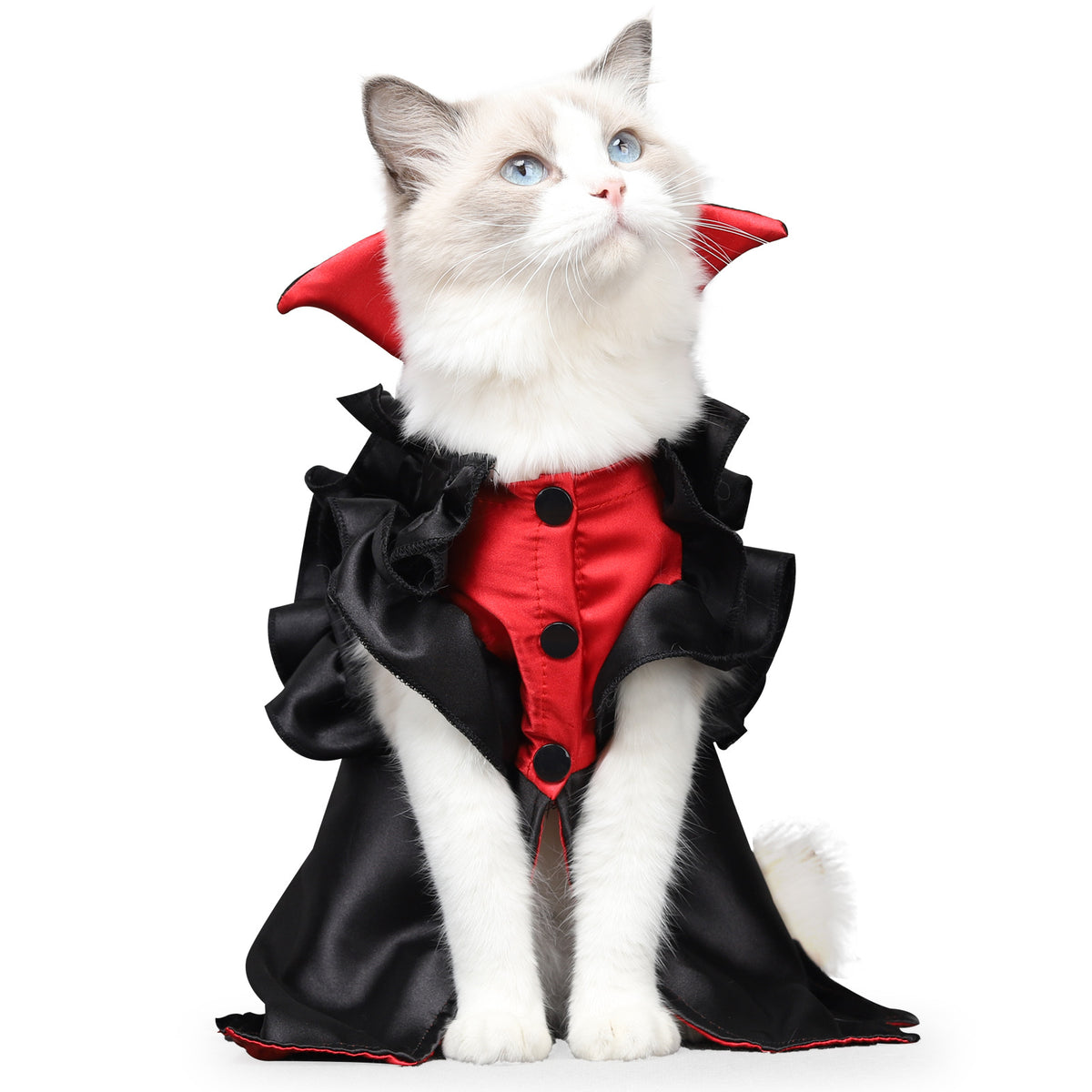Pet Halloween